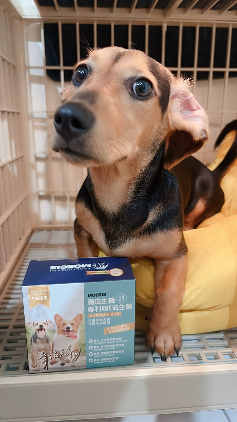 女人知己試用大隊,口碑行銷,部落客行銷,Moegis萌吉 腸道生機專利RBE益生菌,寵物益生菌,專利RBE益生元,專利蔬果酵素,小分子胜肽,藍藻粉,維持免疫力,幫助維持消化道機能,維持正常食慾,改變細菌叢生態,腸胃保健,犬貓適用